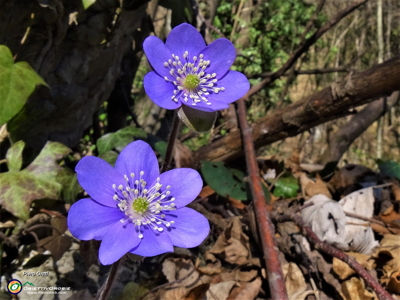 76 Hepatica nobilis (Erba trinita) sul sent.594A.JPG